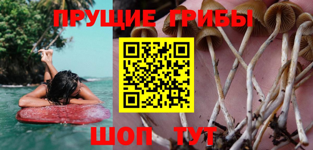 Балтийск  Псилоцибиновые грибы прущие грибы  Вход с VPN 